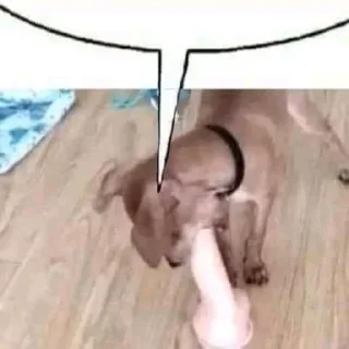 Telegram sticker 💬 trombadinha trans 𝗮𝗻𝗮𝗹ógico •