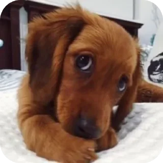 Telegram sticker 🐶 trombadinha trans 𝗮𝗻𝗮𝗹ógico •