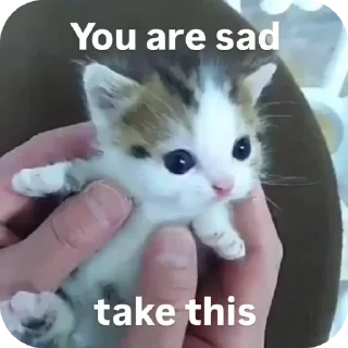 Telegram sticker 🐱 Yoquese