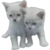 Video sticker 🐾 Beige//gray → @p...