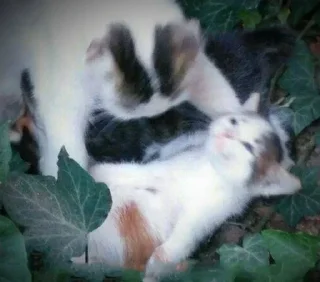 Video sticker ⚰ ❄️ 𝐏𝐨𝐢𝐬𝐨𝐧's pika boo pack