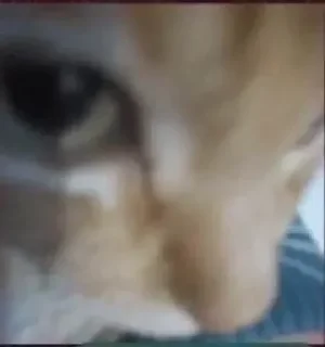 Телеграм стикер 👁 ❄️ 𝐏𝐨𝐢𝐬𝐨𝐧's pika boo pack