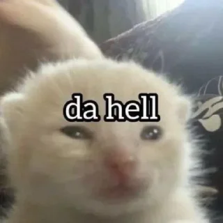 Video sticker 😾 ❄️ 𝐏𝐨𝐢𝐬𝐨𝐧's pika boo pack