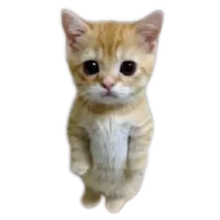 Telegram stiker 👍 baw
