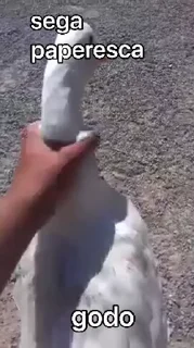 Video sticker 🦆 DioCristoPackAnimato