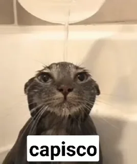 Video sticker 😭 DioCristoPackAnimato