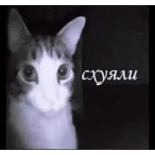 Telegram sticker 🤨 Больше стиков тут: @stikery4