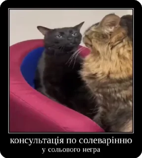 Video sticker 🧂 Сольовик і неформали @solovyy