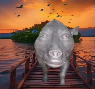 Телеграм стикер 😳 Rabah++