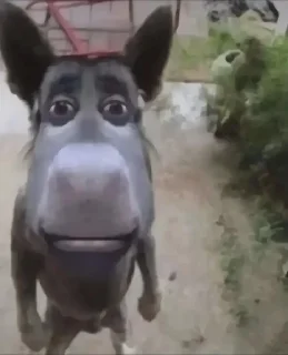 Телеграм стикер ☺️ Rabah++