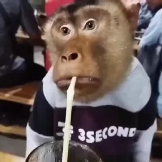 Video sticker 😭 Манки от @monkey_pongifs :: @fStikBot