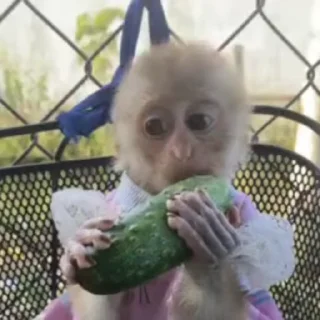 Video sticker 🥒 Манки от @monkey_pongifs :: @fStikBot