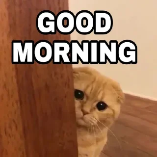 Video sticker 🍁 𝐑ʏᴀɴ [@ItzMe_RyAnn]