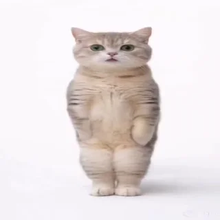 Video sticker 💋 @About_Zain :: @fStikBot