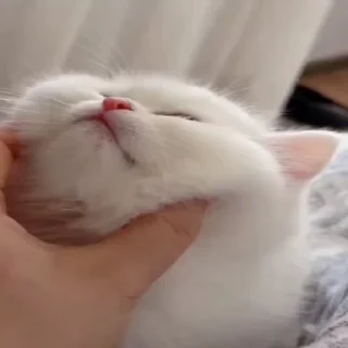 Video sticker 💋 @About_Zain :: @fStikBot