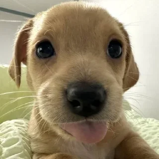 Telegram sticker 🐶 puppy dogs @pieup