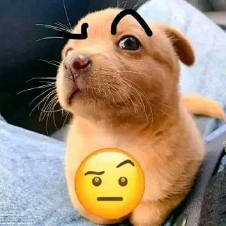 Telegram sticker 🐶 puppy dogs @pieup