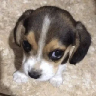 Video sticker 🐶 puppy dogs @pieup