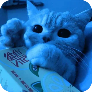 Telegram sticker 🐱 🩵𝓑𝓵𝓾𝓮