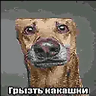 Video sticker 🌟 собака :: @fStikBot