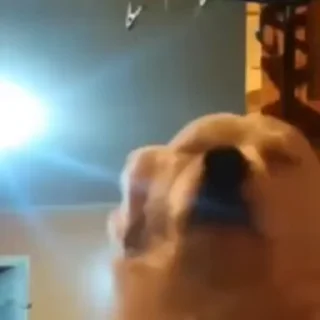 Video sticker 💃 Viptoria2 :: @fStikBot