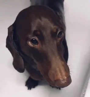 Video sticker 🥺 pasholnahyebok :: @fStikBot