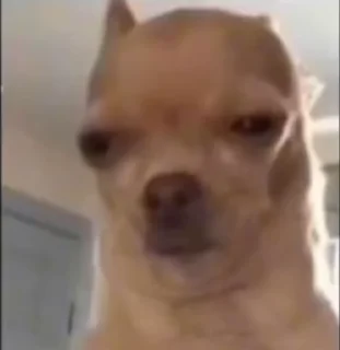 Video sticker 🐶 pasholnahyebok :: @fStikBot