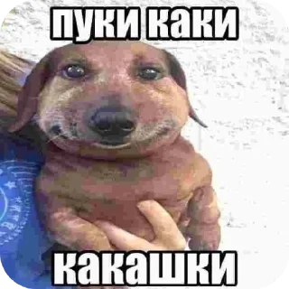 Телеграм стикер 🐶 важное для разговоров @printhell0world