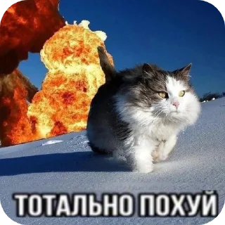 Video sticker 🐱 важное для разговоров @printhell0world