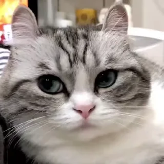 Video sticker 😒 Defeated :: Moving :: @fStikBot