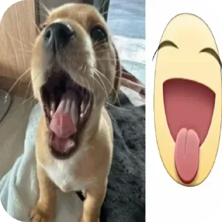 Video sticker 🐶 tg -> @stcksound