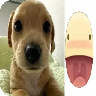 Video sticker 🐶 tg -> @stcksound