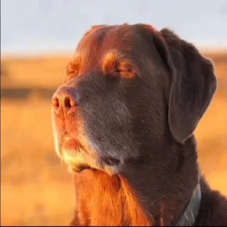 Video sticker 🐶 1