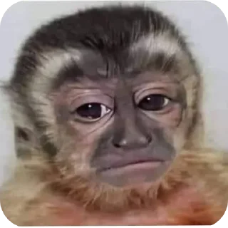 Telegram sticker 🤲 Fweliton