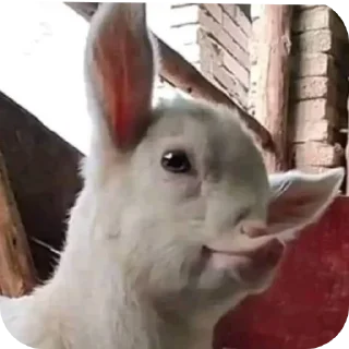 Sticker 👂 Fweliton