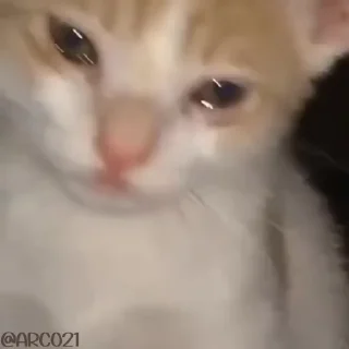 Video sticker 😭 @stjckers شماره مجازی ارزان👉🏼 @Majazinoo_accbot