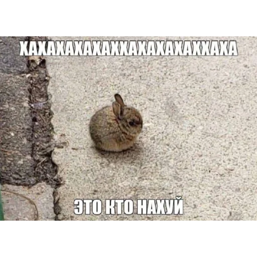 Телеграм стикер 🤣 Супер мега набор @LogovoFoxa