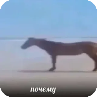 Video sticker 🤨 Супер мега набор @LogovoFoxa