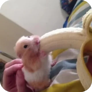 Video sticker 🤲 Ярик делает грязь