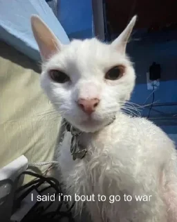 Телеграм стикер 🔪 Catyy♡ @shatap_awsm :: @fStikBot