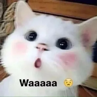 Video sticker 😱 Catyy♡ @shatap_awsm :: @fStikBot
