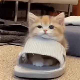 Video sticker 😘 котяки @renniteal :: @fStikBot