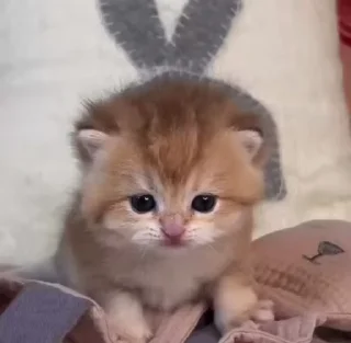 Video sticker 🙃 котяки @renniteal :: @fStikBot