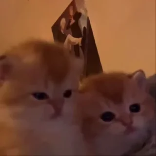 Video sticker 😃 котяки @renniteal :: @fStikBot