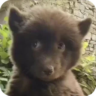 Video sticker 🌟 @pplgn #2 webp stickers