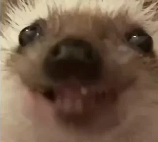 Video sticker ☺ Cool pack by @retardedposting