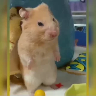 Video sticker 😶 Cool pack by @retardedposting