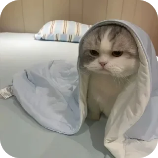 Telegram sticker 🫠 Cat (real) @usticke