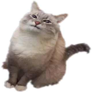 Telegram sticker 🌟 Cat (real) @usticke