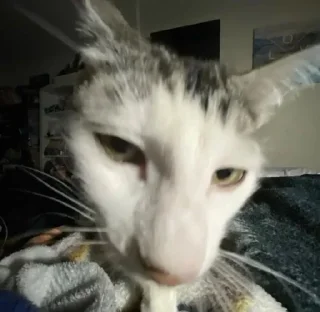 Sticker 🧐 Cat (real) @usticke